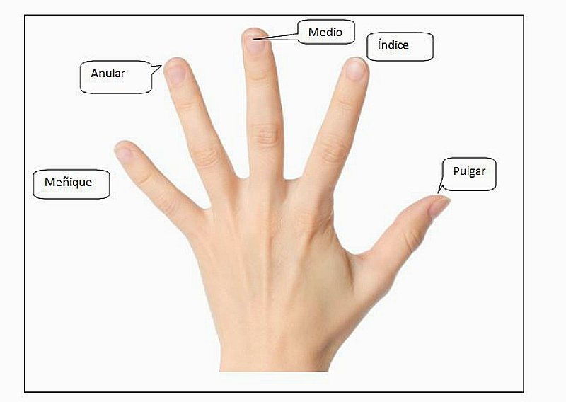 Nombres dedos de la mano
